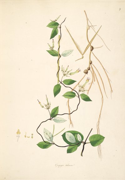 Illustration of Ceropegia tuberosa (= Ceropegia candelabrum subsp. tuberosa), Apocynaceae, Asclepiadoideae by anonymus